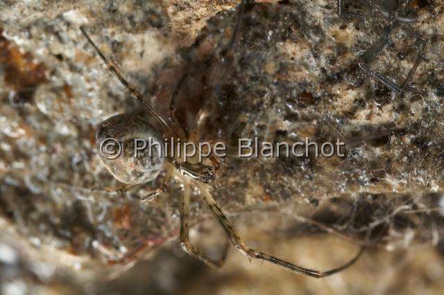Tetragnathidae_0455.JPG - France, Araneae, Metidae (Tetragnathidae), Araignée, Méta d'automne (Metellina segmentata), Lesser garden spider or Autumn spider
